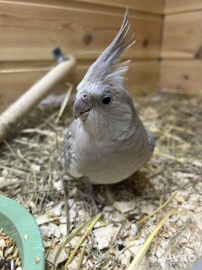 Попугай корелла девочка