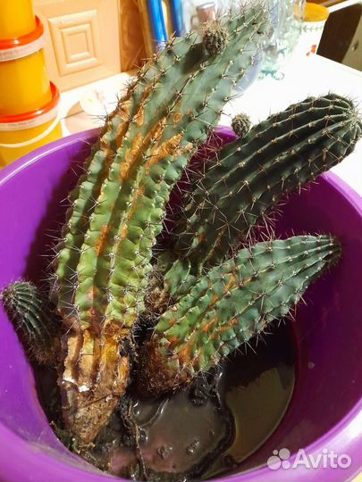 Кактус цветущий