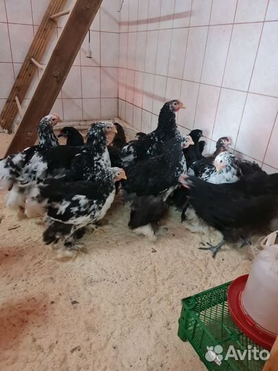 Куры кокинхины,орпингтоны