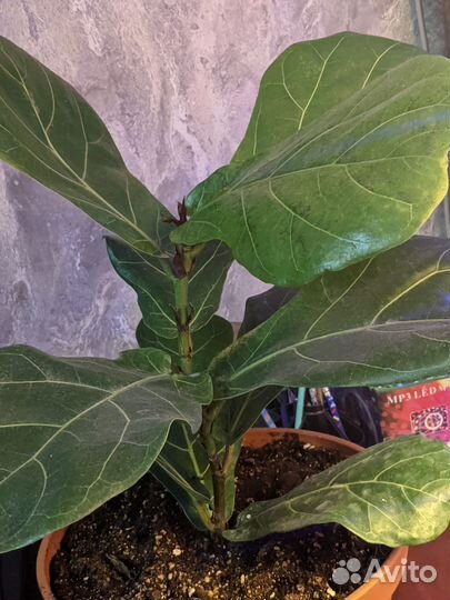 Комнатные растения цветы