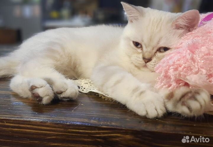 Шотландский кот вязка