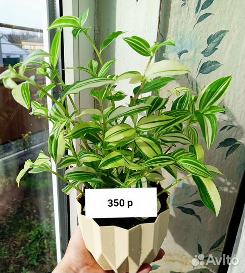 Традесканции сортовые