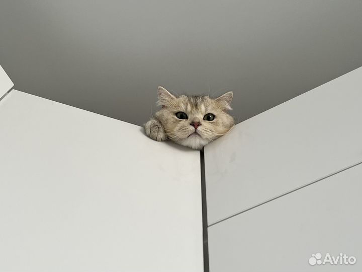Вязка