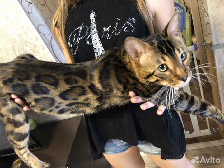 Бенгал вязка