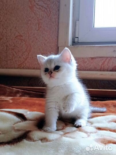 Британские котята