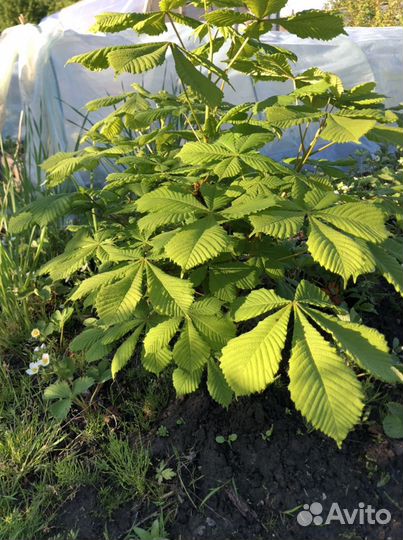 Молодые каштаны