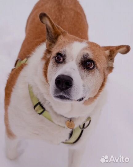 Собака в дар