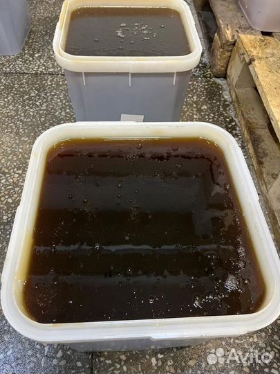 Гречишный мед свежий