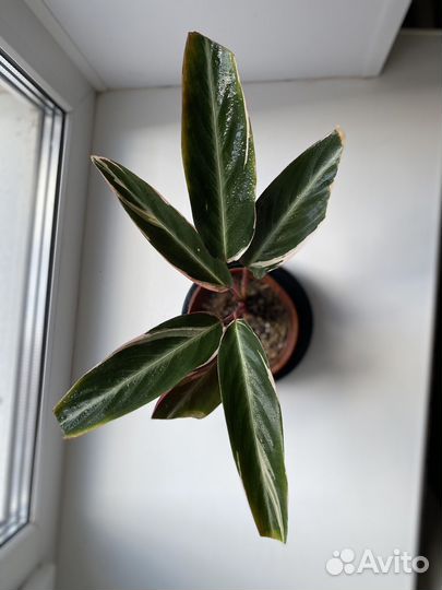 Строманта триколор