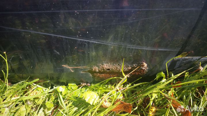 Дверь на volkswagen passat b3