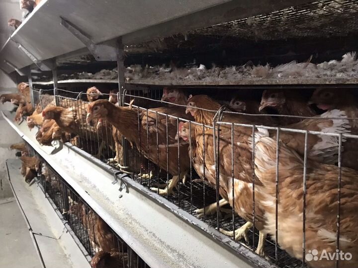 Молодые куры