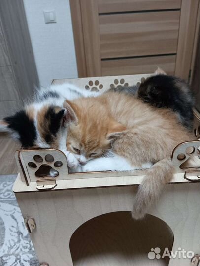 Котенок в дар бесплатно