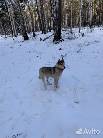 Щенки лайки зсл