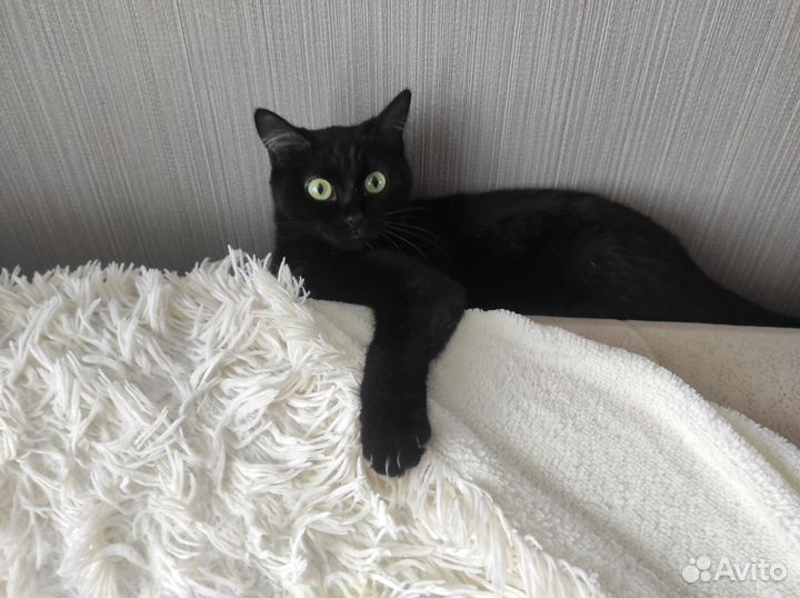 Котенок девочка 1,5 месяца бесплатно