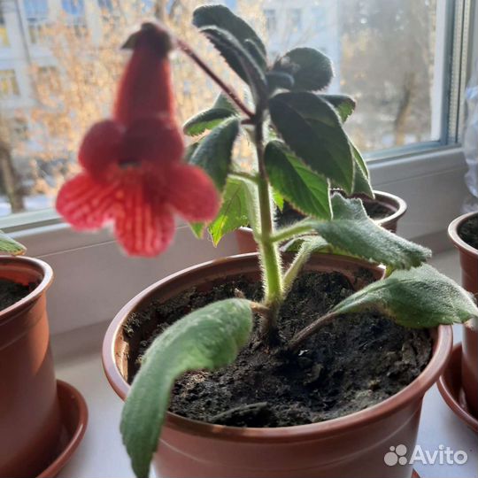 Комнатные цветы