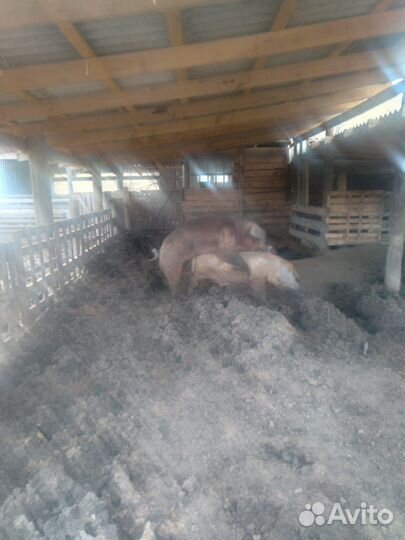 Поросята породы дюрок продаются