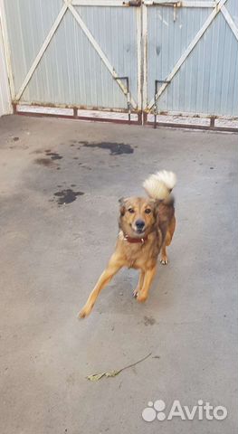 Домашняя передержка