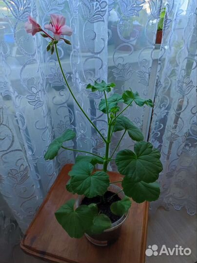 Герань пеларгония цветущее растение