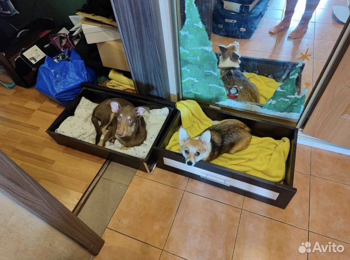 Коррекция поведения собак/Зоопсихолог/Кинолог