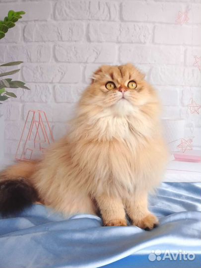 Девочка красотка