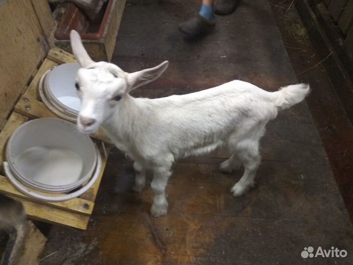 Козье молоко,масло подс. Гусин,коз.жир. помидоры