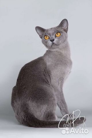 Элитные Бурманские котята объявление продам