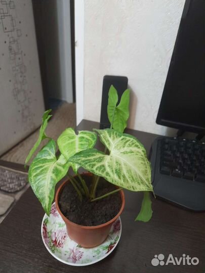 Сингониум батерфляй