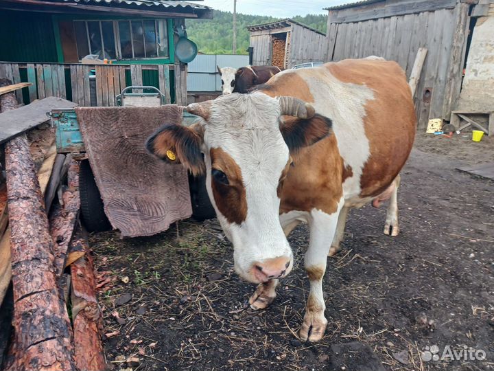 Коровы и телки