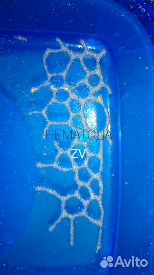 Нематода банановая(микрочервь) для поднятия молоди