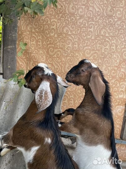 Нубийский козел вязка