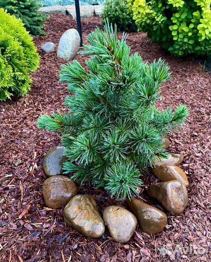 Мульча кора лиственницы