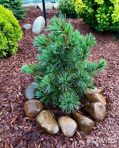 Мульча кора лиственницы