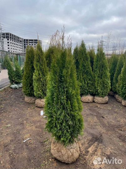 Туя смарагд из питомника