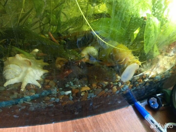 Аквариум 40л