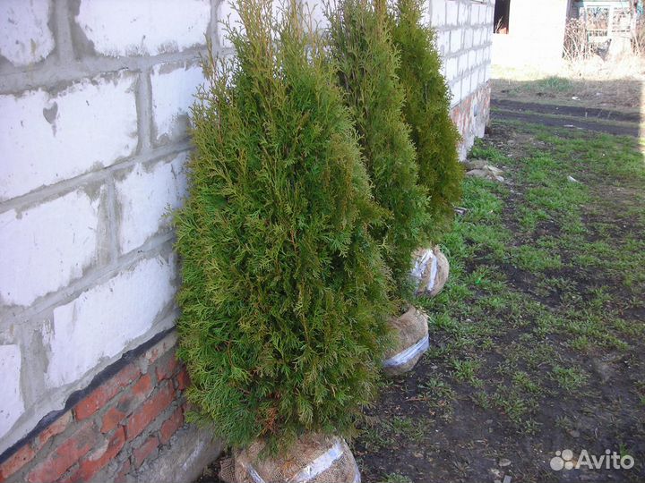 Туя Смарагд колоновидная