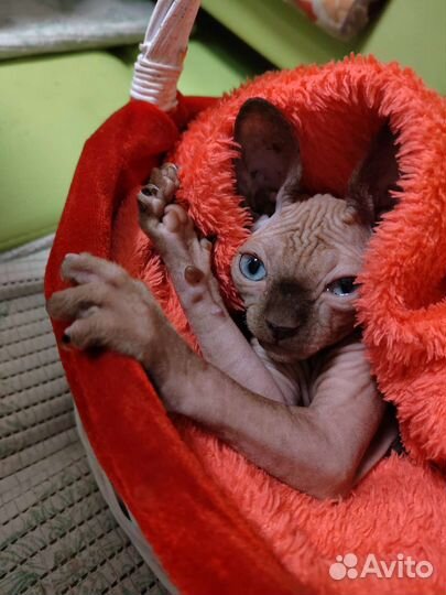 Канадский сфинкс девочка