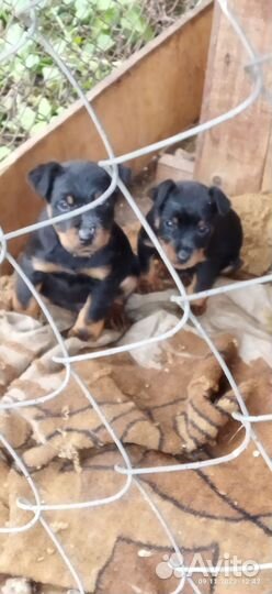 Щенки ягдтерьер