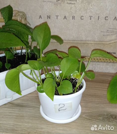 Эпипремнумы. Много. Разные размеры и количество