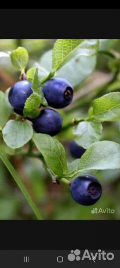 Черника свежая