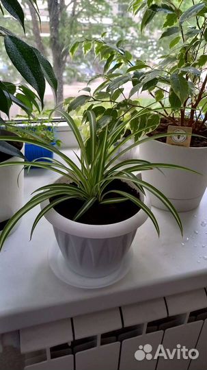 Хлорофитум