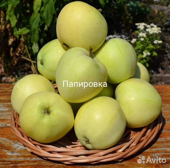 Яблони трехлетние