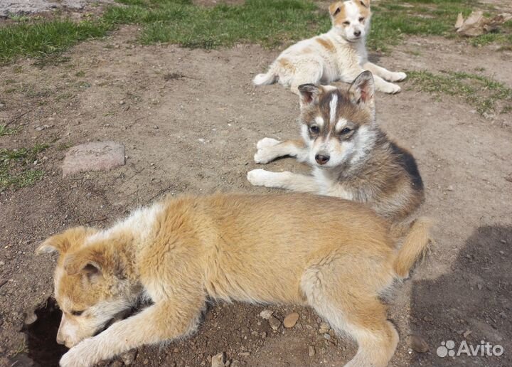 Малышки ищут дом