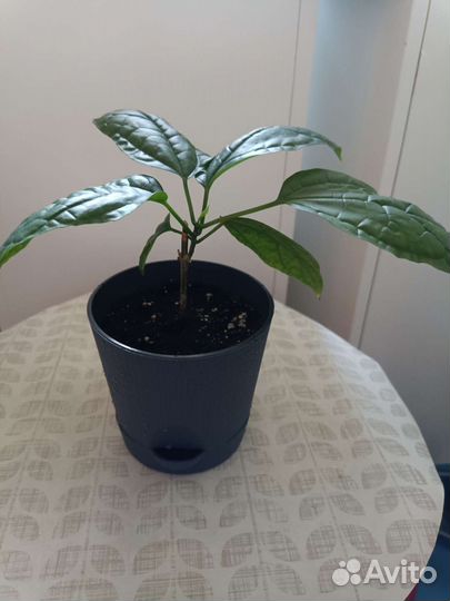 Клеродендрум Томпсона