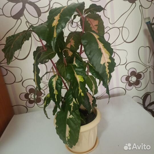 Комнатные цветы