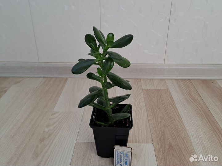 Толстянка (Crassula ovata)