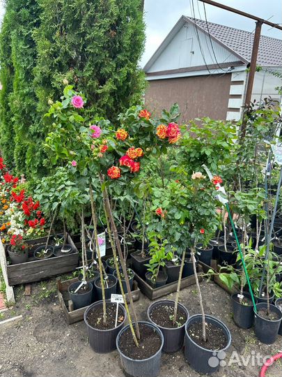 Саженцы яблоня, груша, вишня, черешня, абрикос