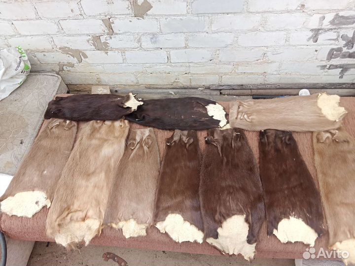 Шкурки нутрии