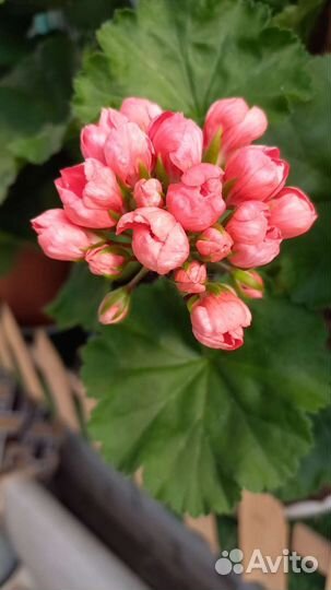 Лилейники, герань, бальзамин