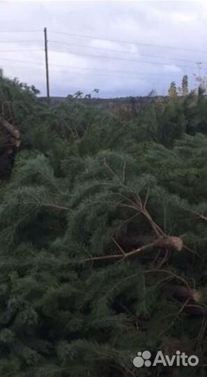 Сосна живая оптом