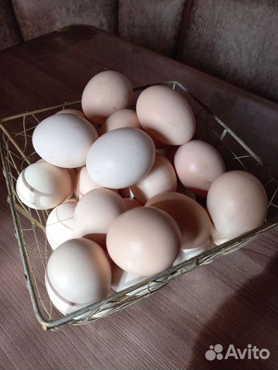 Яйцо куриное